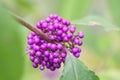 Bodinier`s beautyberry Callicarpa bodinieri, close-up purple berries